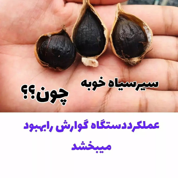 سیرسیاه معجزه قرن با رطوبت ودمای سالم تخمیر شده