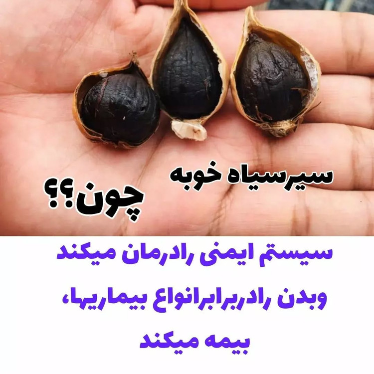 سیرسیاه معجزه قرن با رطوبت ودمای سالم تخمیر شده