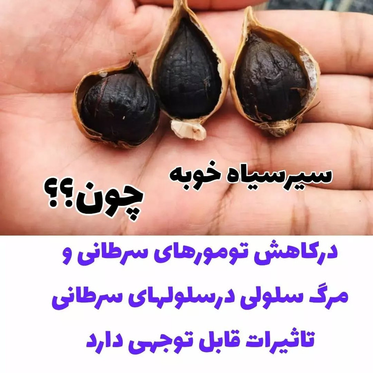 سیرسیاه معجزه قرن با رطوبت ودمای سالم تخمیر شده